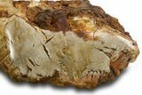 Triassic-Age Petrified Wood Log - Madagascar #378886-3